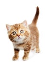 British Shorthair kitten cat isolated Royalty Free Stock Photo