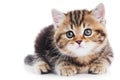 British Shorthair kitten cat isolated Royalty Free Stock Photo