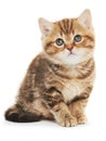 British Shorthair kitten cat isolated Royalty Free Stock Photo