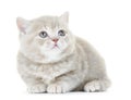 British Shorthair kitten cat isolated Royalty Free Stock Photo