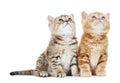 British Shorthair kitten cat isolated Royalty Free Stock Photo