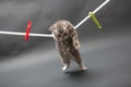 British Shorthair kitten on a cloth line Royalty Free Stock Photo