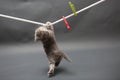 British Shorthair kitten on a cloth line Royalty Free Stock Photo