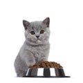 British Shorthair kitten with dry food on white background Royalty Free Stock Photo