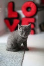 British Shorthair kitten full portrait Royalty Free Stock Photo