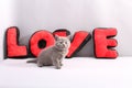 British Shorthair kitten full portrait Royalty Free Stock Photo