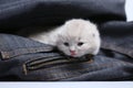 Small kitten in jeans pocket Royalty Free Stock Photo