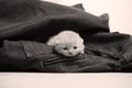 Small kitten in jeans pocket Royalty Free Stock Photo