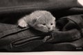 Small kitten in jeans pocket Royalty Free Stock Photo