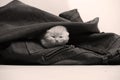 Small kitten in jeans pocket Royalty Free Stock Photo