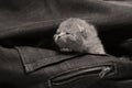 Small kitten in jeans pocket Royalty Free Stock Photo