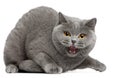 British Shorthair kitten hissing, 2 years old Royalty Free Stock Photo