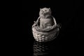 British Shorthair kitten in basket, isolated portrait Royalty Free Stock Photo