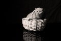 British Shorthair kitten in basket, isolated portrait Royalty Free Stock Photo