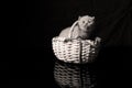 British Shorthair kitten in basket, isolated portrait Royalty Free Stock Photo