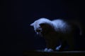 British Shorthair kitten, isolated portrait, mysterious