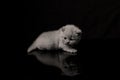 British Shorthair kitten, isolated portrait, mysterious