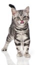 British shorthair kitten licks the mouth Royalty Free Stock Photo