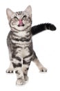 British shorthair kitten licks the mouth Royalty Free Stock Photo