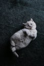 British Shorthair lilac kitten lying on its back, green carpet Royalty Free Stock Photo