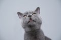 british shorthair kitten making silly face with copy space