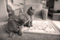 British Shorthair kittens and scrabble
