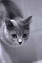 British Shorthair kitten orange eyes Royalty Free Stock Photo