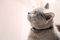 British Shorthair kitten orange eyes Royalty Free Stock Photo