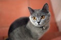 British Shorthair kitten orange eyes Royalty Free Stock Photo