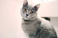 British Shorthair kitten orange eyes Royalty Free Stock Photo