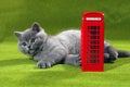 British Shorthair kitten and a phone booth Royalty Free Stock Photo