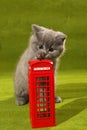 British Shorthair kitten and a phone booth Royalty Free Stock Photo