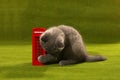 British Shorthair kitten and a phone booth Royalty Free Stock Photo