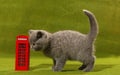 British Shorthair kitten and a phone booth Royalty Free Stock Photo