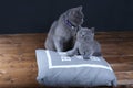 Kitten and mom cat sitting on a grey pillow Royalty Free Stock Photo