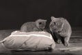Kitten and mom cat sitting on a grey pillow Royalty Free Stock Photo