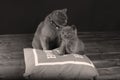 Kitten and mom cat sitting on a grey pillow Royalty Free Stock Photo