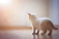 British shorthair kitten rear view