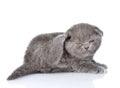 British shorthair kitten scratching. on white backgroun