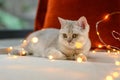 British shorthair kitten silver color lying on a bed decorated with many small lights