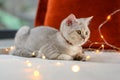 British shorthair kitten silver color lying on a bed decorated with many small lights