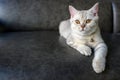 British shorthair kitten silver color was sitting on the dark sofa in the house