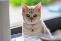 British shorthair kitten silver color was sitting in front of a water fountain for cats