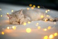 British shorthair kitten silver color was sleeping on a bed decorated with many small lights