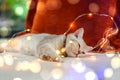 British shorthair kitten silver color Was sleepy and almost asleep on a bed decorated with many small lights