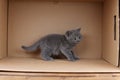 British Shorthair blue kitten walking in a box, isolated portrait Royalty Free Stock Photo