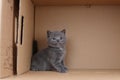 British Shorthair blue kitten playing in a box Royalty Free Stock Photo