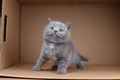 British Shorthair blue kitten standing in a box Royalty Free Stock Photo