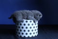 Baby kittens sitting in a cardboard box, blue background Royalty Free Stock Photo
