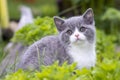 British Shorthair kitten sitting in the grass and looking at the camera. Royalty Free Stock Photo